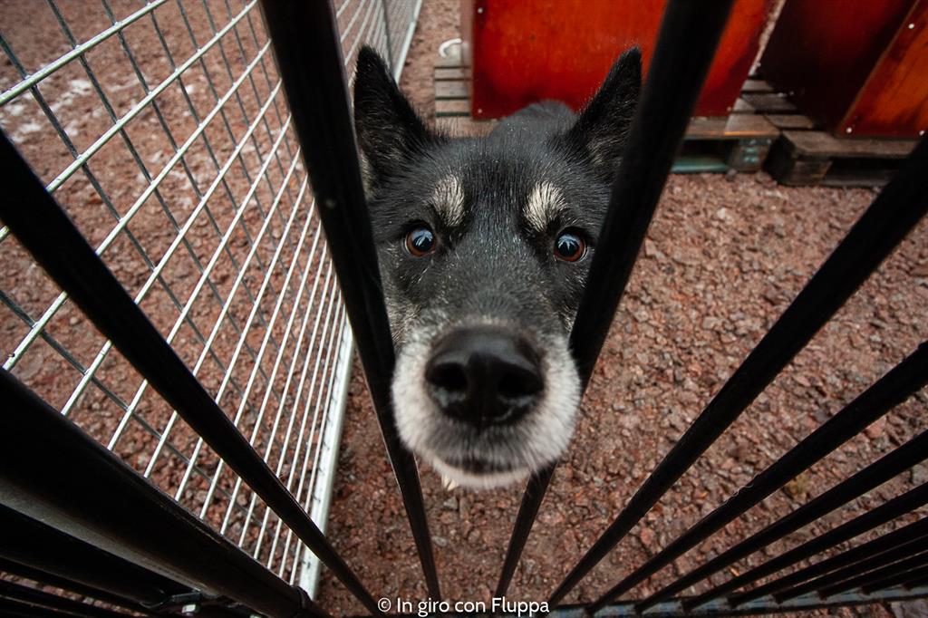 Attività da fare a Rovaniemi in autunno: escursione in quad con gli husky