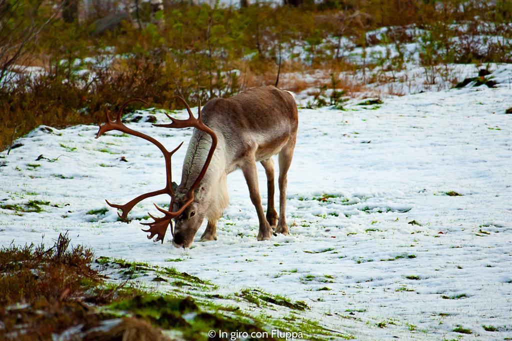 Cosa vedere a Rovaniemi e dintorni: Pyha-Luosto national park