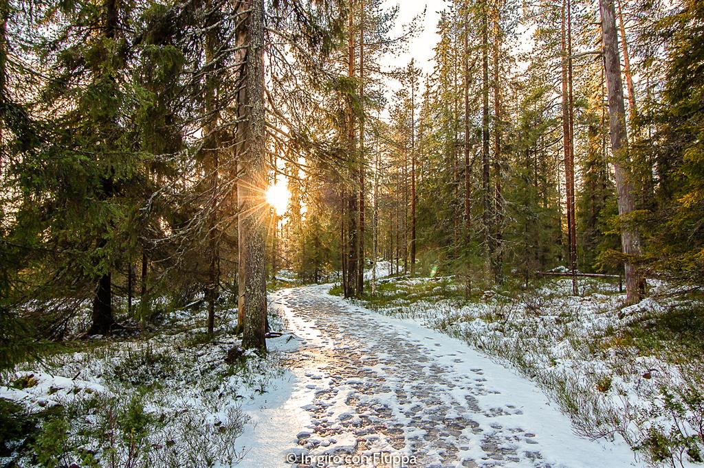 Cosa vedere a Rovaniemi e dintorni: Pyha-Luosto national park