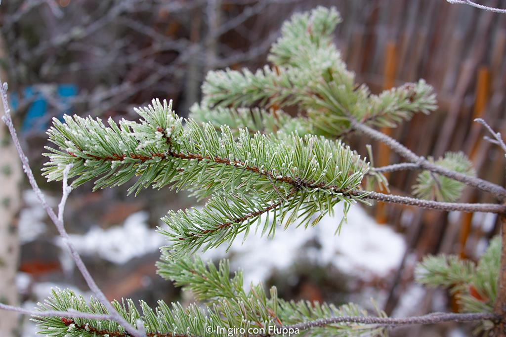 Quando andare a Rovaniemi