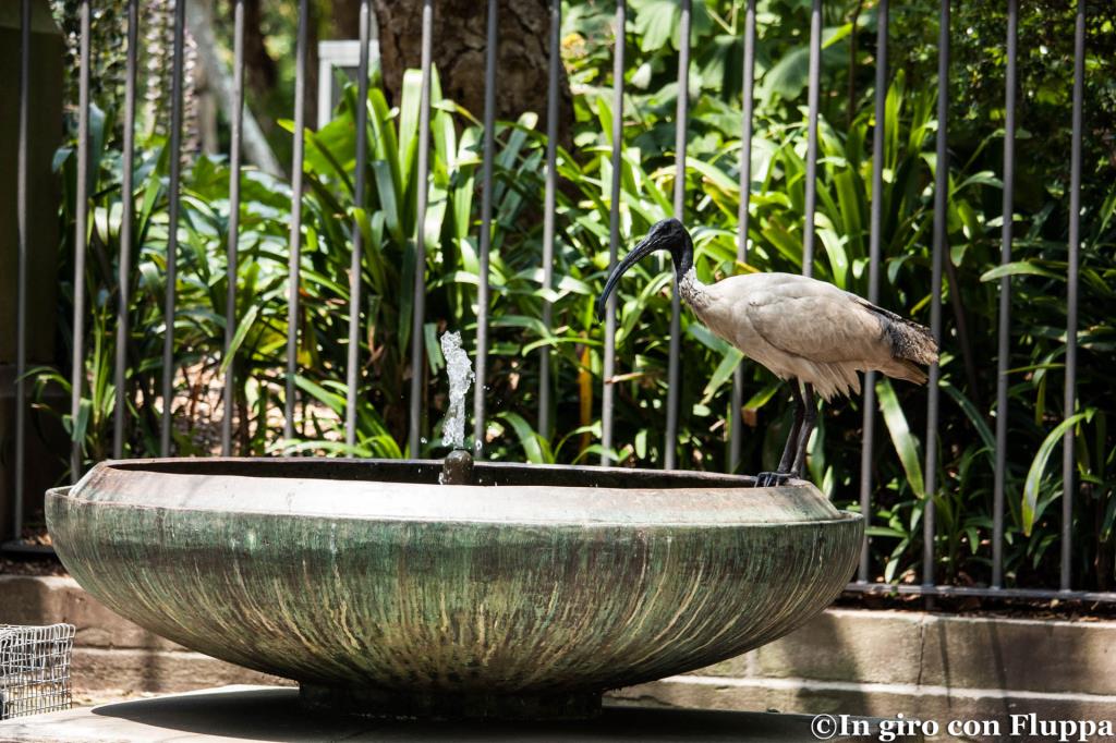 Ibis australiano nei Royal Botanic Gardens