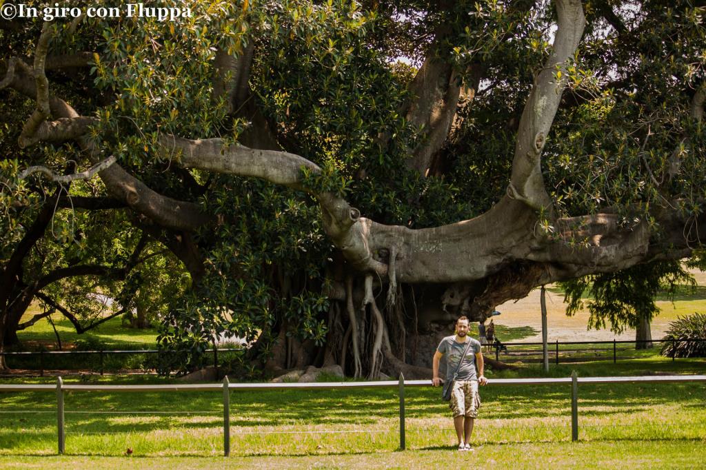 Royal Botanic Gardens, marito usato come unita' di misura XD