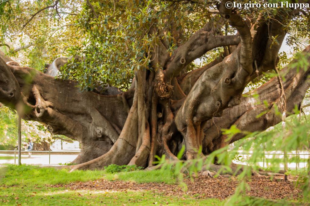Royal Botanic Gardens, albero a piu' tronchi