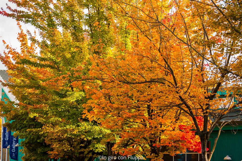 Cosa vedere a Vancouver in 5 giorni: Granville Island