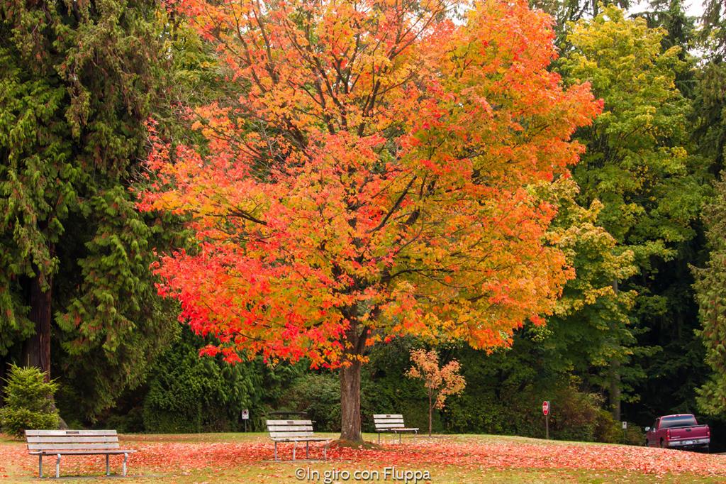 Cosa vedere a Vancouver in 5 giorni: Stanley Park