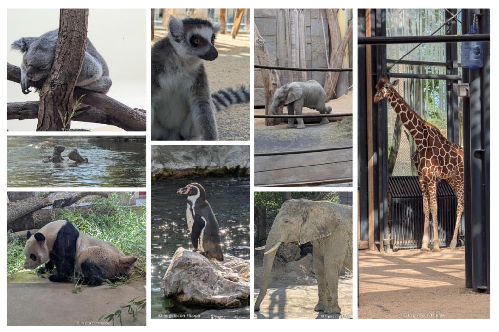 Schonbrunn zoo